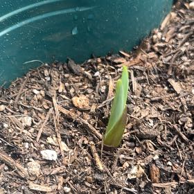 Photo of the plant species Marsh Gladiolus by @SnazzyHoyajade named Marsh on Greg, the plant care app