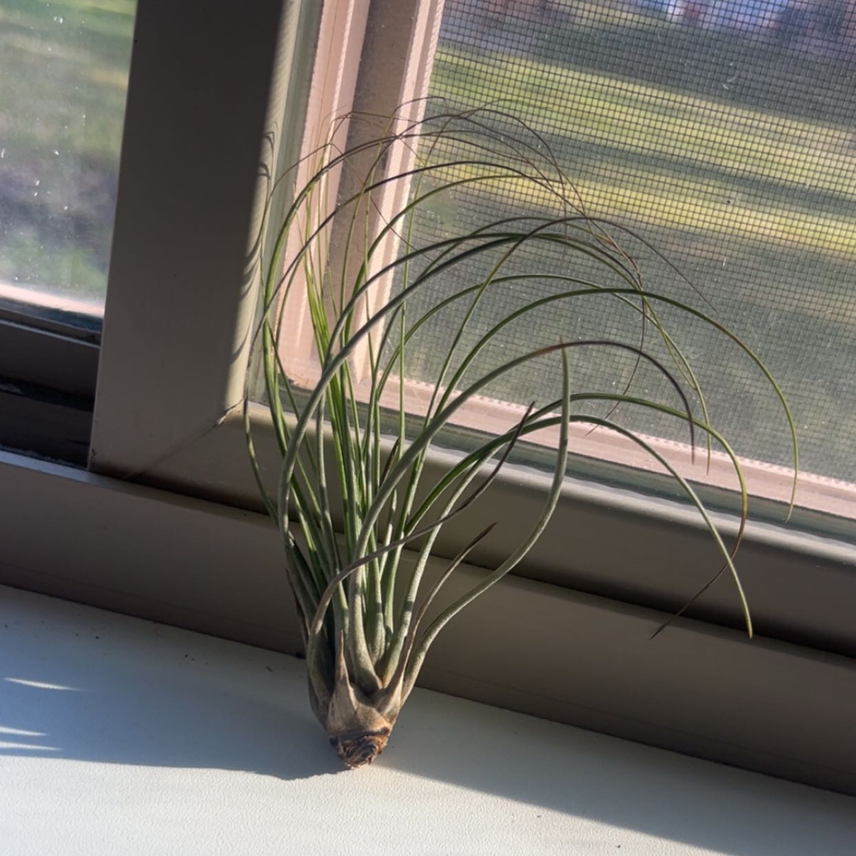 Photo of the plant species Juncifolia Air Plant by @DelicateTobacco named orwell on Greg, the plant care app