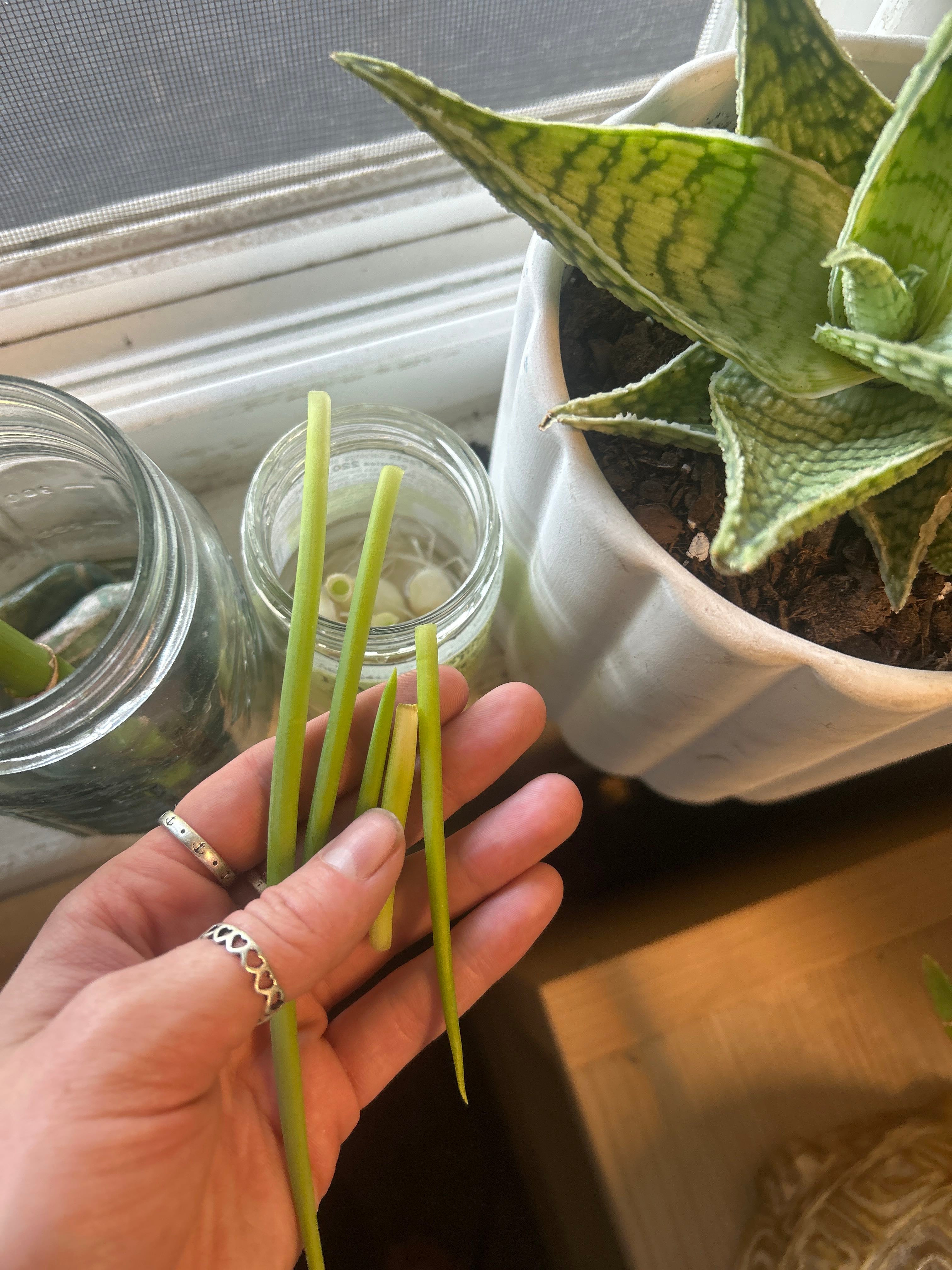 Best Fertilizer for Allium 'Purple Sensation' 🌸