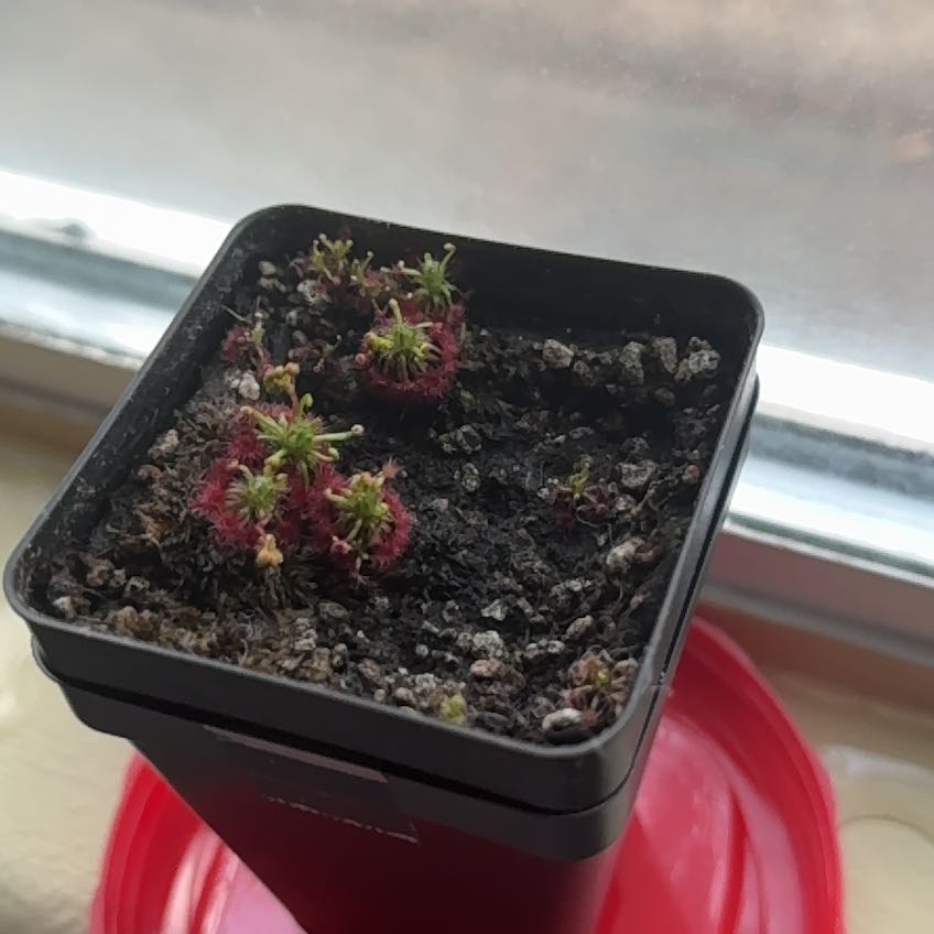 Photo of the plant species Pygmy Sundew by @ComicWildcarrot named Walt on Greg, the plant care app