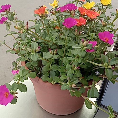 Photo of the plant species Portulaca oleracea 'Mega Pazzaz' by @SoaringGreenice named Kendall on Greg, the plant care app