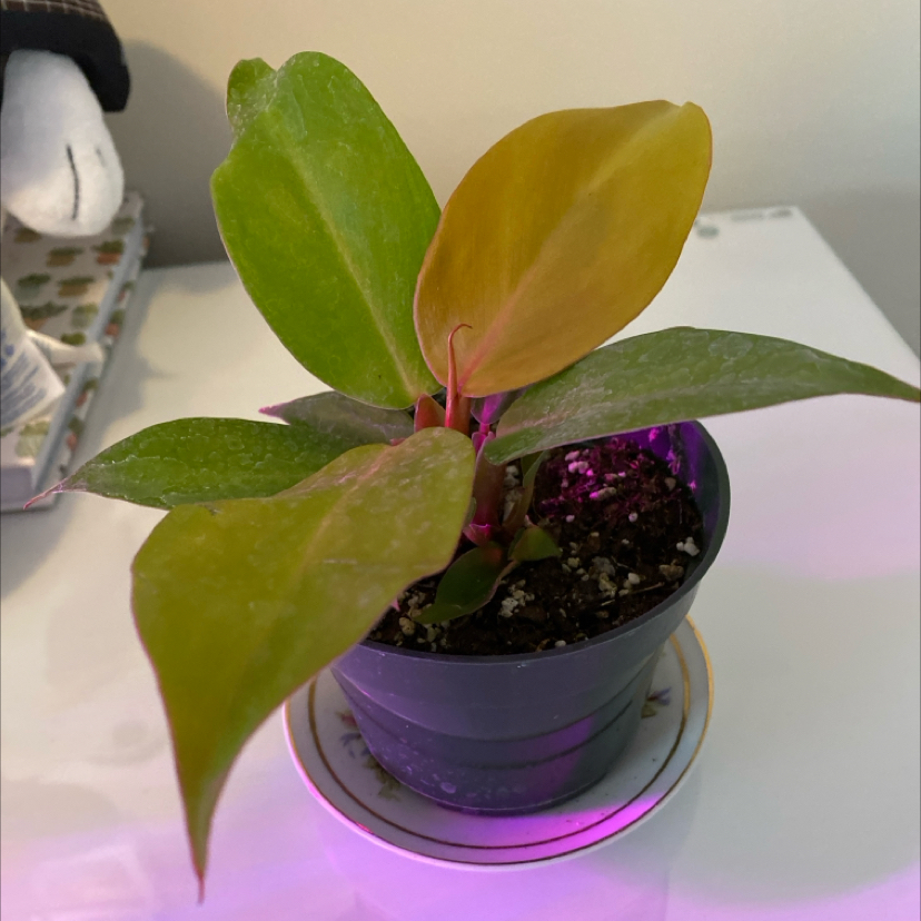 Photo of the plant species Cherry Red by @ProudVetiver named Sonora on Greg, the plant care app