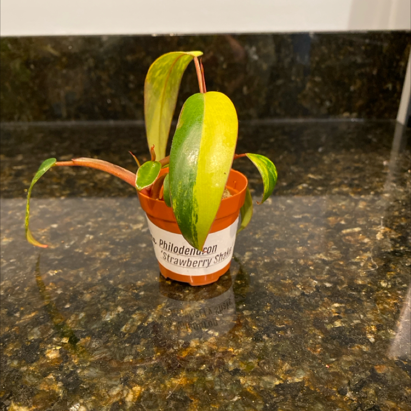 Photo of the plant species Tricolor White Princess by @ProudVetiver named Strawberry Shake on Greg, the plant care app