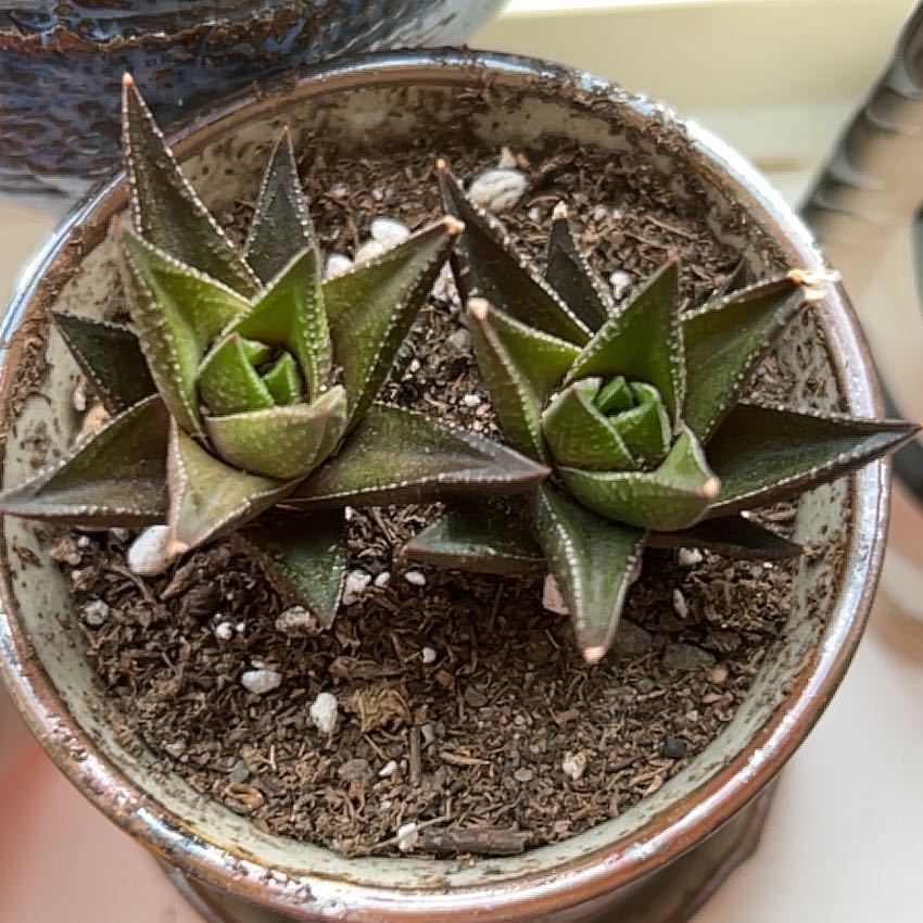Photo of the plant species Haworthia resendeana by @GleamingMaylily named Hamilton on Greg, the plant care app