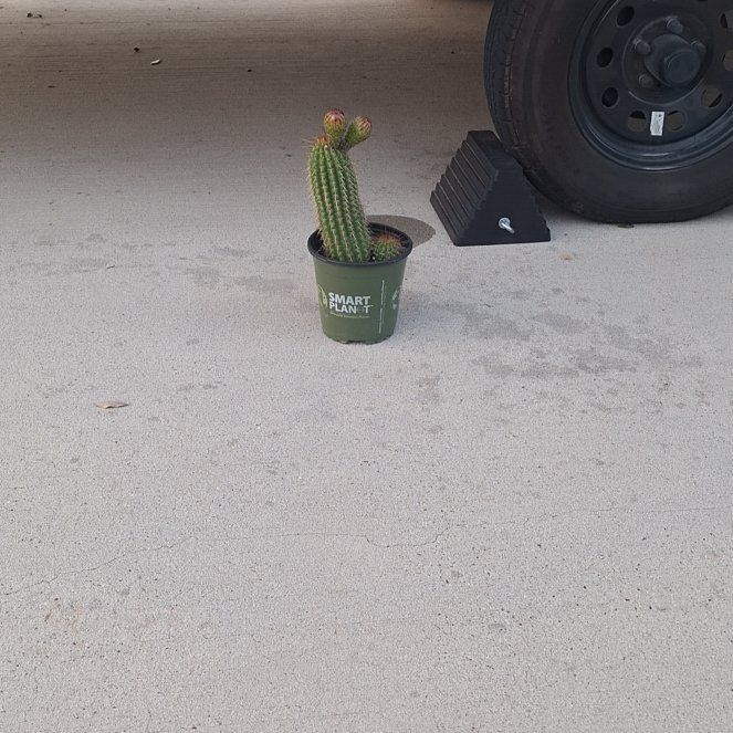 Photo of the plant species Tricholobivia 'Pinkie' by @CrispCatasetum named Scarlett on Greg, the plant care app