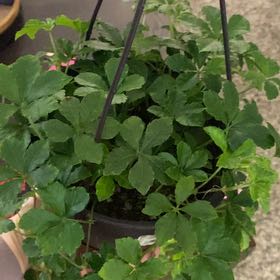 Photo of the plant species Sugar Vine by @KookyIodanthus named Kardashian on Greg, the plant care app