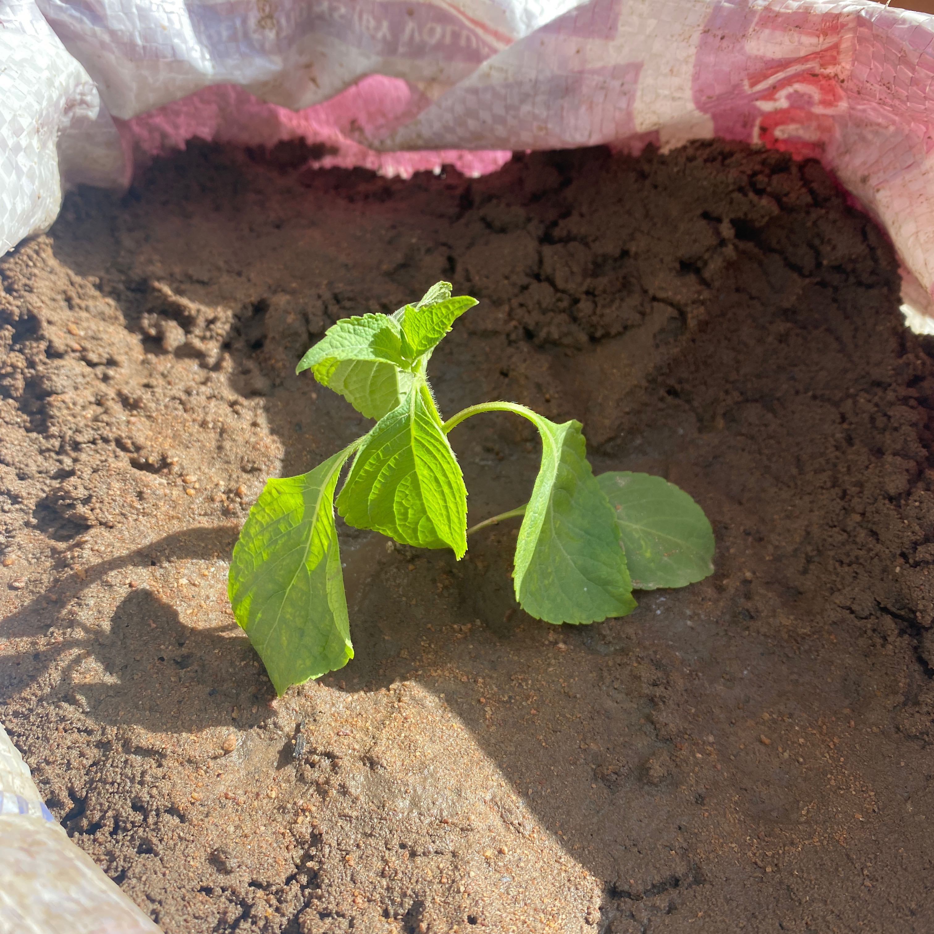 Young Purple Amaranth plant growing in soil with green leaves.