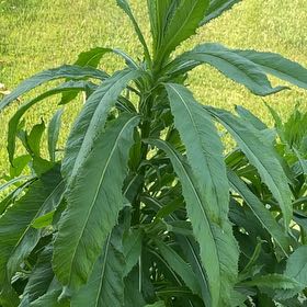 Photo of the plant species American Burnweed by @IntenseDuncecap named Gates on Greg, the plant care app