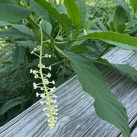 Photo of the plant species American Pokeweed by @IntenseDuncecap named Tree Diddy on Greg, the plant care app