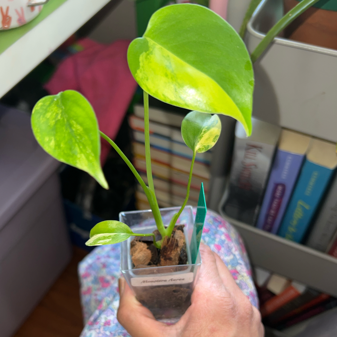 Photo of the plant species yellow variegated monstera by @Daffodils named Arya on Greg, the plant care app