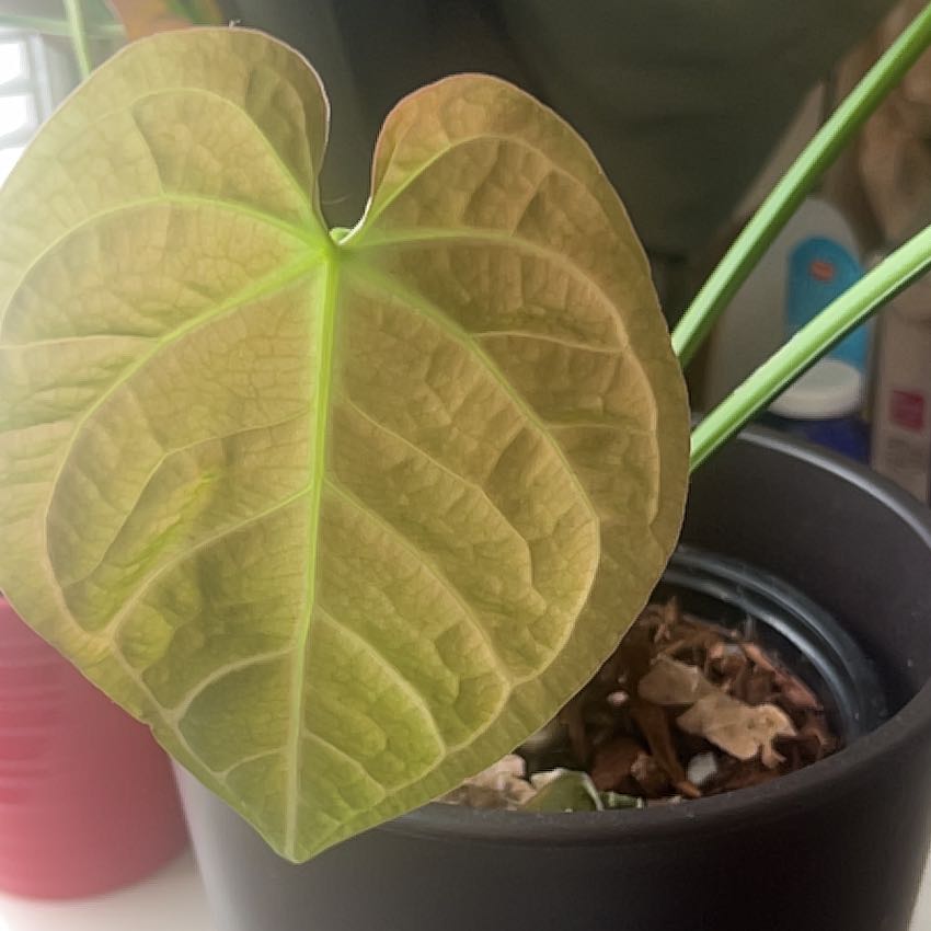 Photo of the plant species Anthurium crystallinum magnificum by @Daffodils named Curb Your Anthuriasm on Greg, the plant care app