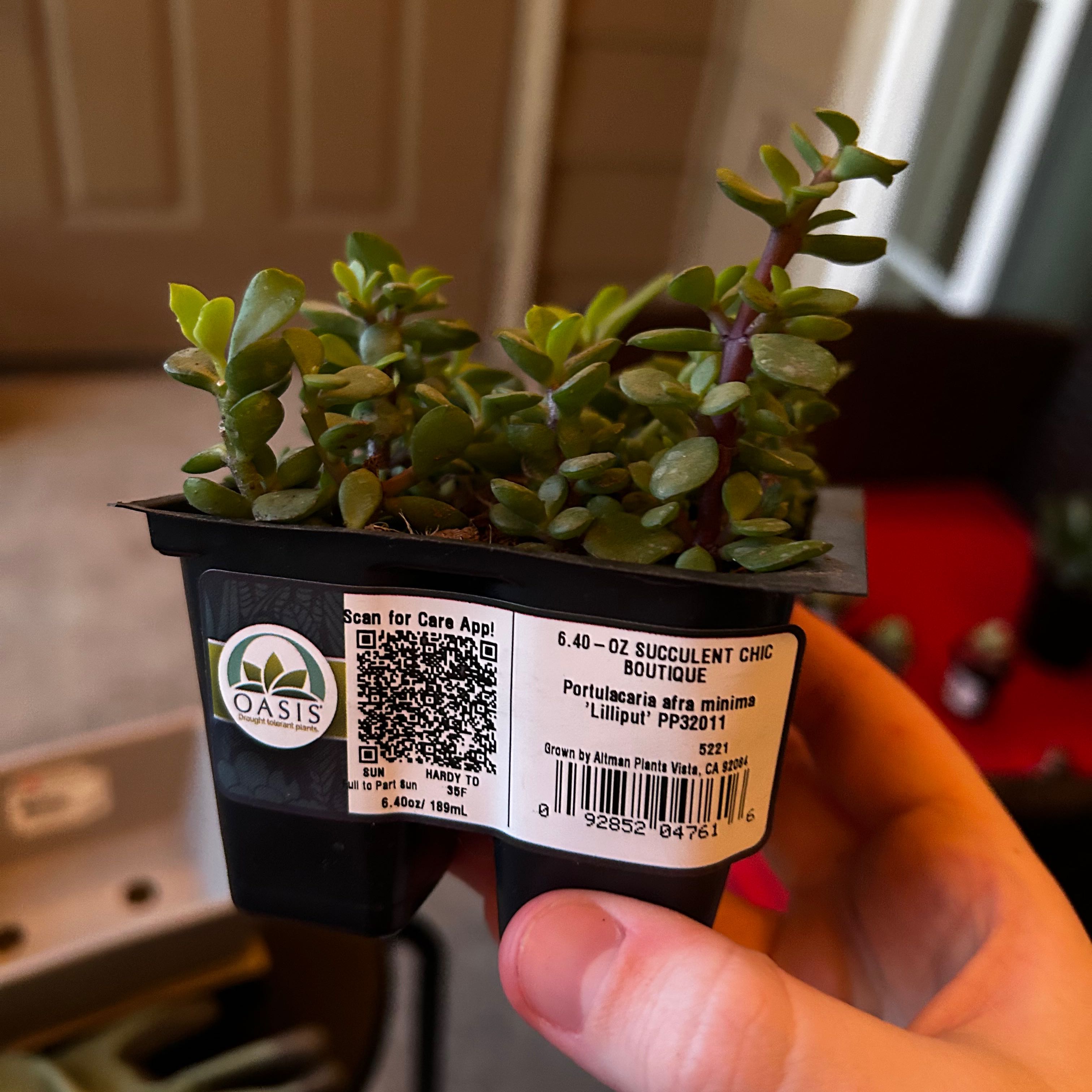 Photo of the plant species Portulacaria afra var. minima 'Lilliput' by @PropheticMakura named Bella on Greg, the plant care app