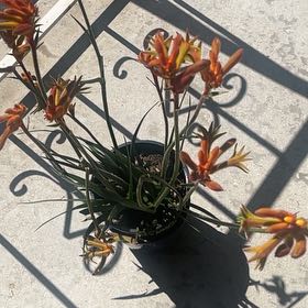 Photo of the plant species Bush Tenacity Kangaroo Paw Fern by @GiddyHogpeanut named Orange Guy on Greg, the plant care app