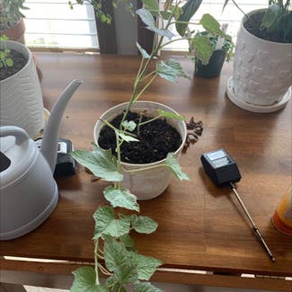 Sweet Potato Vine plant in Somewhere on Earth