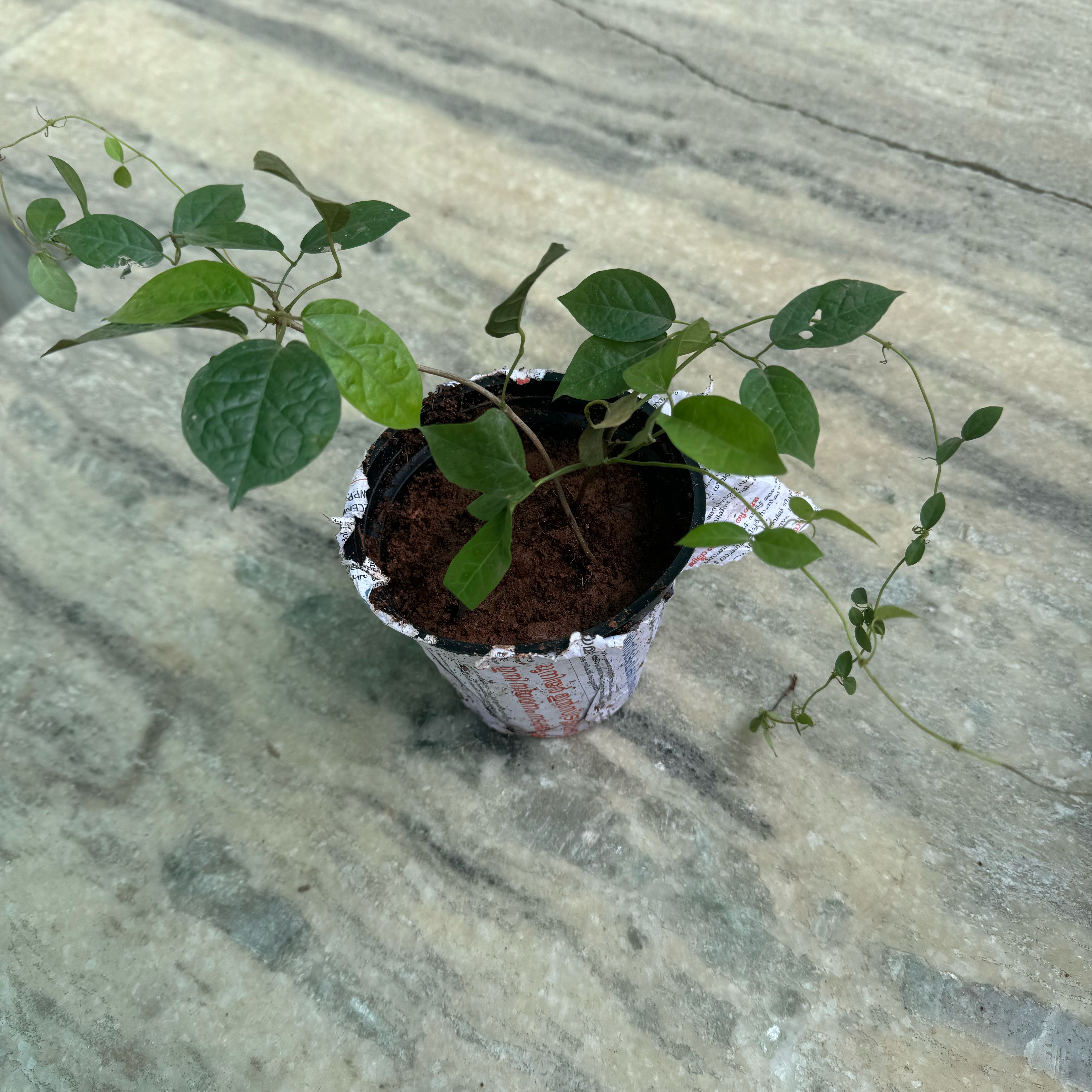 Photo of the plant species Catclaw Vine by @BabyTeatree named Marley on Greg, the plant care app