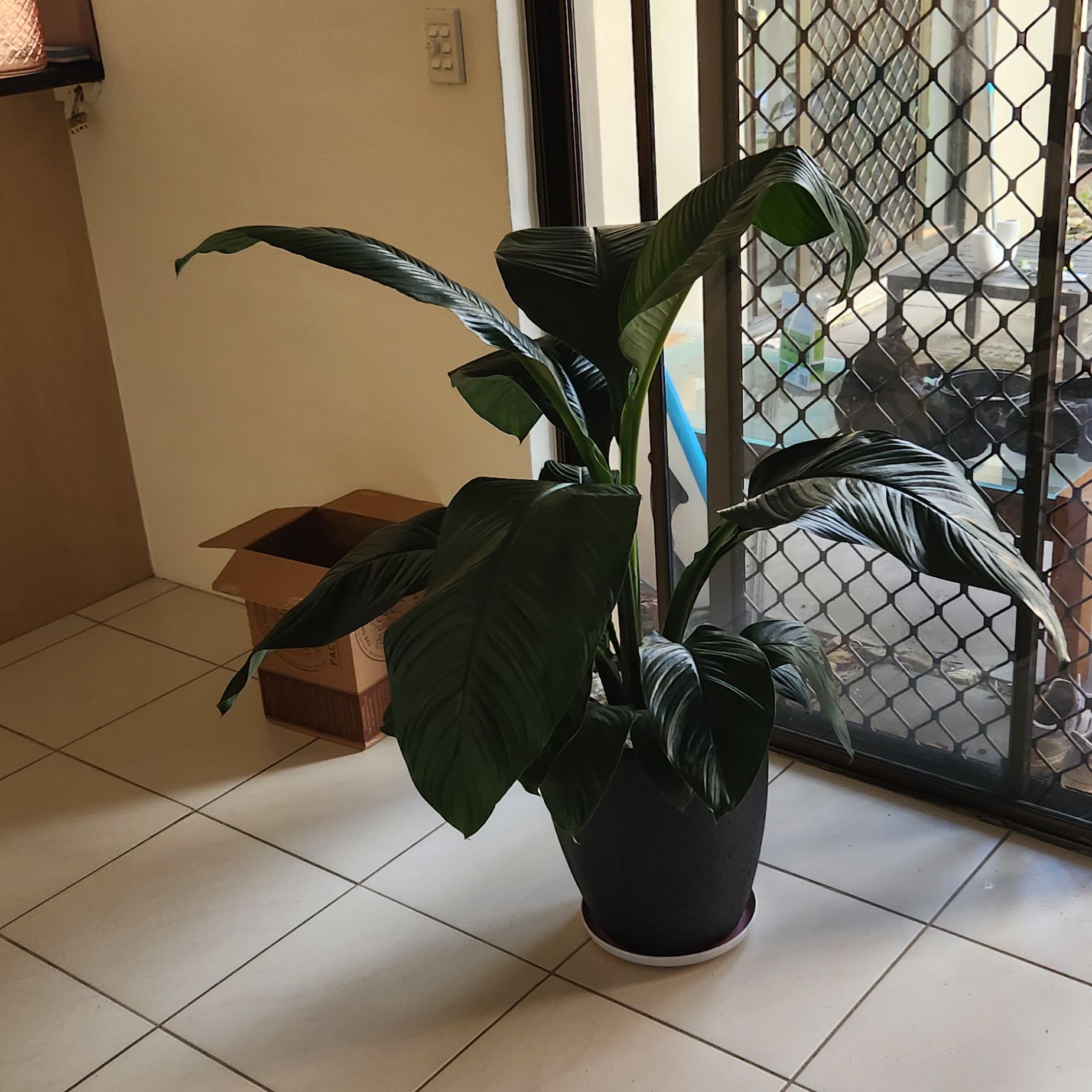 Sensation Peace Lily in a pot indoors near a sliding door, with large, dark green leaves.