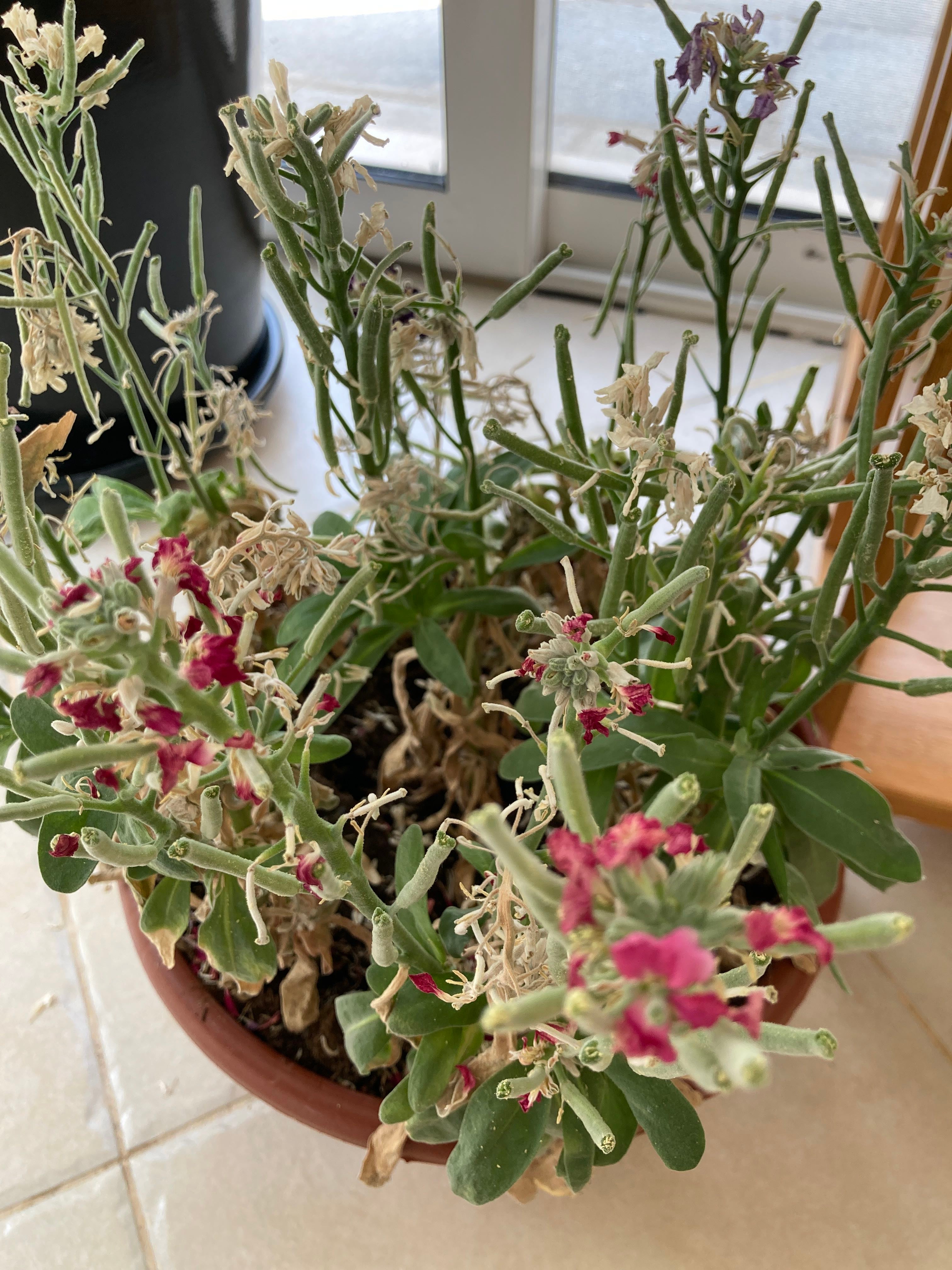 ⚫ What to Do About Black Spots on Your Sea Stock