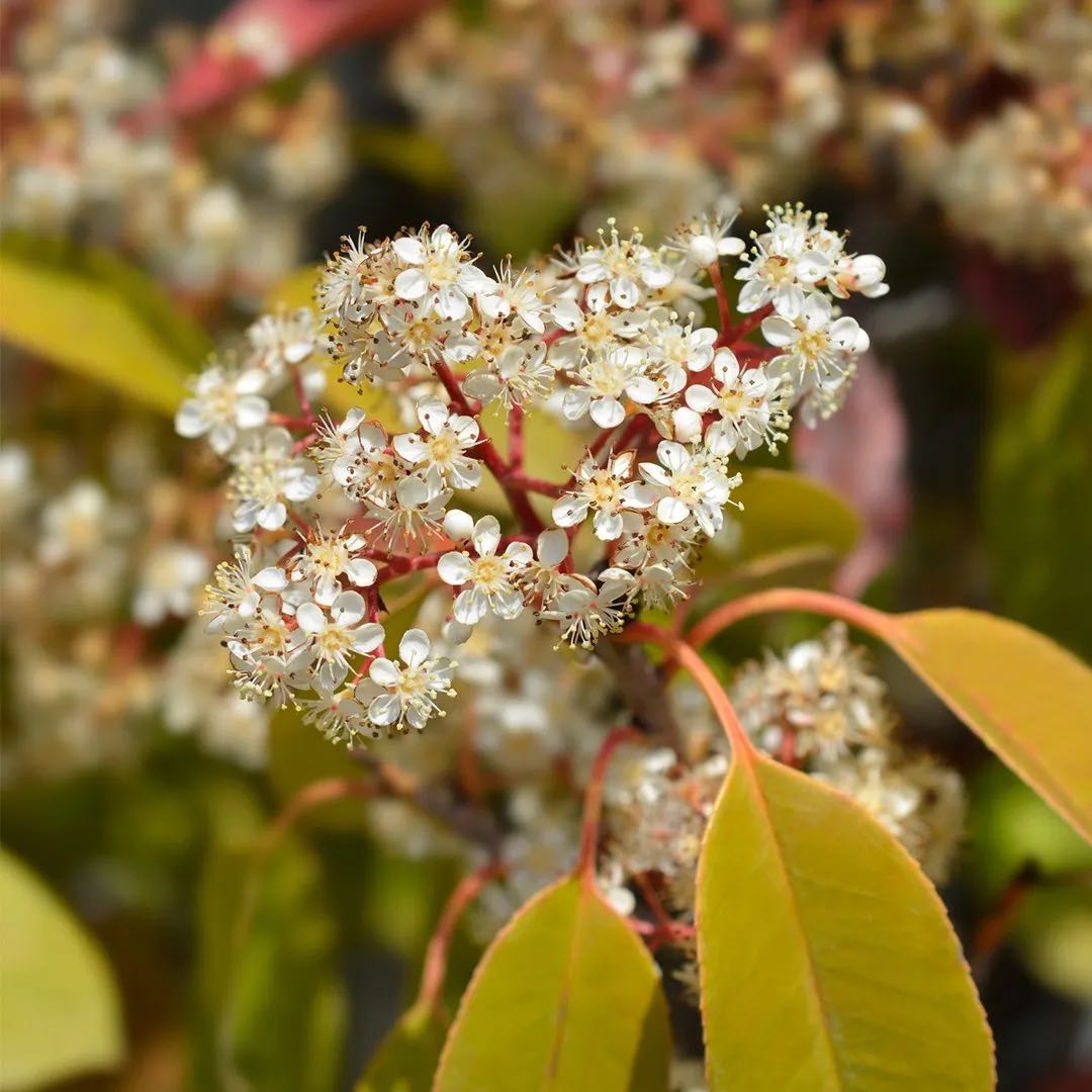 Photo of the plant species Japanese photinia by @StoutSweetbox named Photinia on Greg, the plant care app