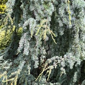 Photo of the plant species Atlas Cedar by @PristineTobacco named Wall-E on Greg, the plant care app