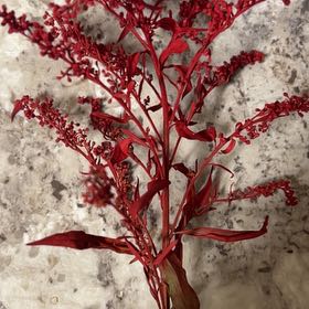 Photo of the plant species Garden Orache by @LovelyPigsqueak named Aristotle on Greg, the plant care app