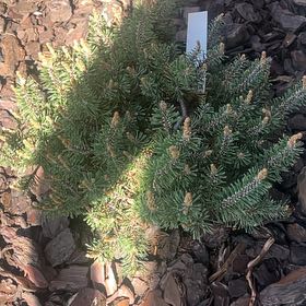 Photo of the plant species Pinus mugo by @LadySnowcrocus named Leonardo on Greg, the plant care app