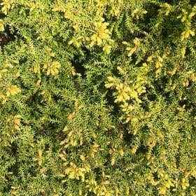 Photo of the plant species Western Hemlock by @BrotherPinkruby named Diana on Greg, the plant care app