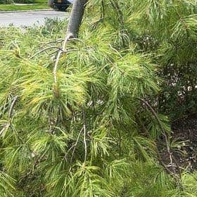 Photo of the plant species Aleppo Pine by @BrotherPinkruby named Taylor Swift on Greg, the plant care app