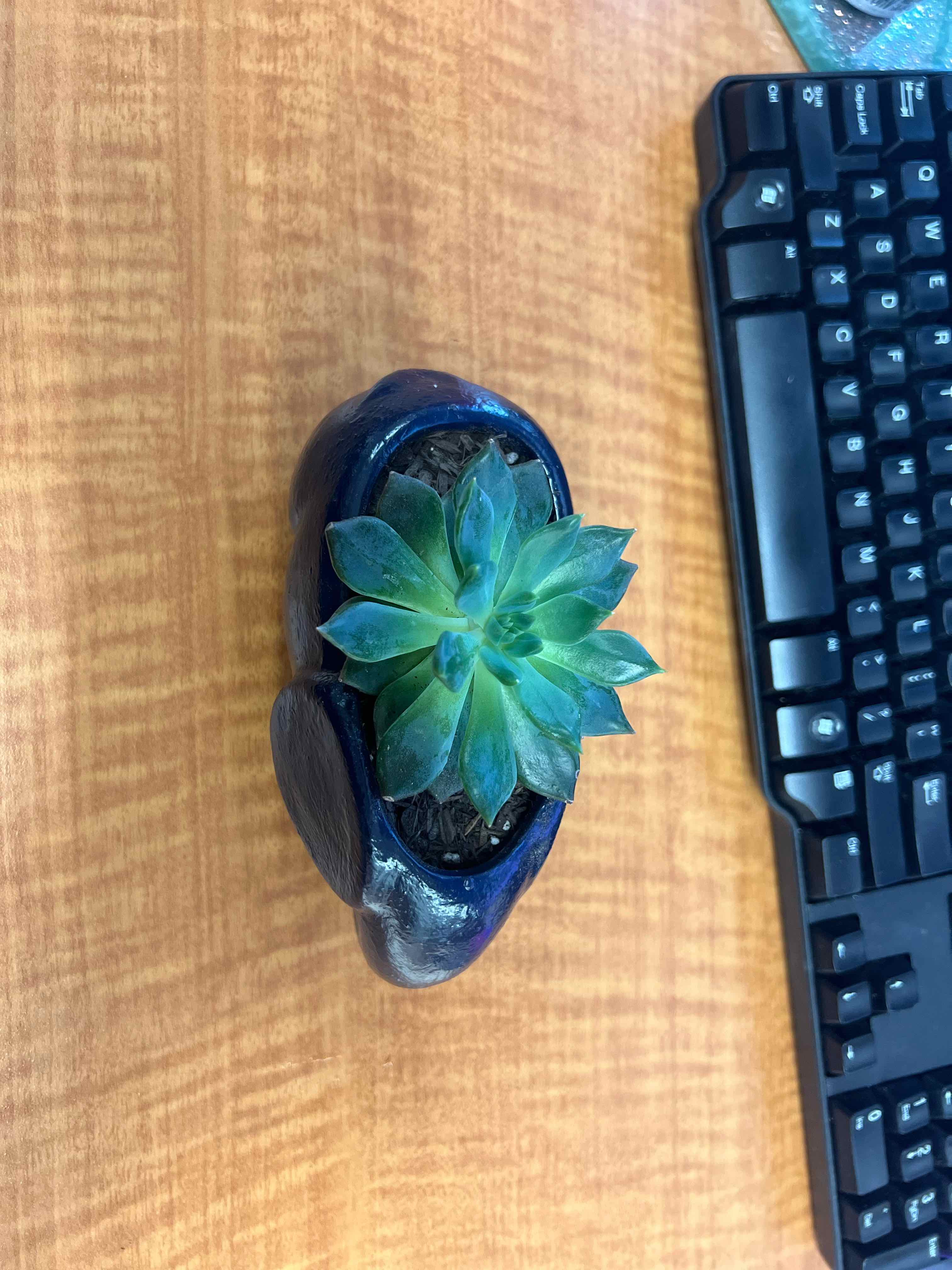 Sedeveria 'Dark Elf' succulent in a small pot on a wooden surface next to a keyboard.