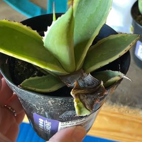 Photo of the plant species Agave mitis 'Multicolor' by @SincereGinger named Jack on Greg, the plant care app