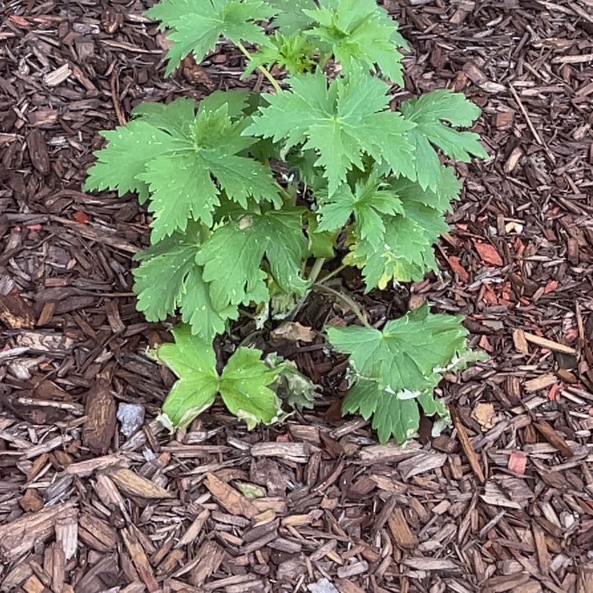 Photo of the plant species Delphinum by @SincereGinger named Elle on Greg, the plant care app