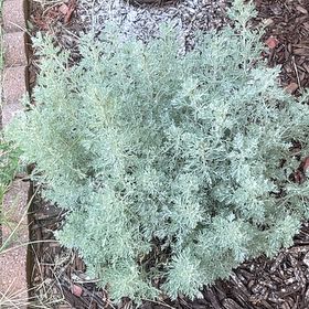 Photo of the plant species Artemisia by @SincereGinger named Protector of the garden on Greg, the plant care app