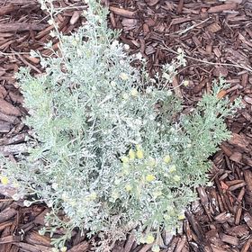 Photo of the plant species Artemisia by @SincereGinger named Little Protector on Greg, the plant care app