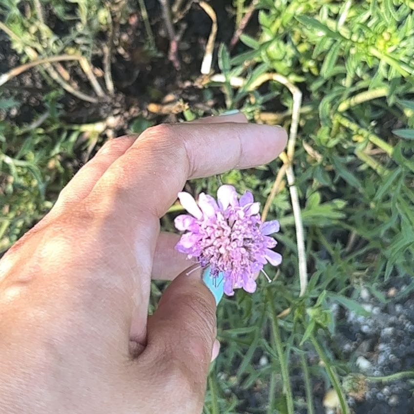 Photo of the plant species Sixalix atropurpurea by @FairSweetyarrow named Anne on Greg, the plant care app