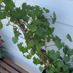 Photo of the plant species Muscadine Grape by @DarlingChaya named Fernie Mercury on Greg, the plant care app