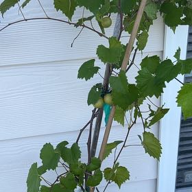 Photo of the plant species Muscadine Grape by @DarlingChaya named LiloStitch on Greg, the plant care app