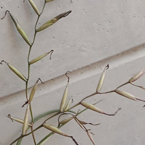 Photo of the plant species Banded Airplant by @WondrousCamphor named Stella on Greg, the plant care app