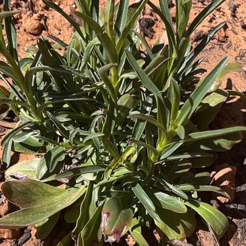 Photo of the plant species Beardlip Beardtongue by @ToughBloodleaf named Leaf Erickson on Greg, the plant care app