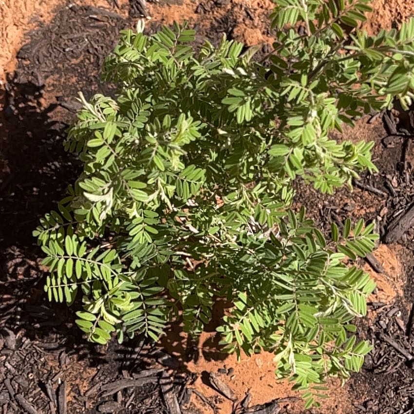 Photo of the plant species Leadplant by @ToughBloodleaf named Anne on Greg, the plant care app