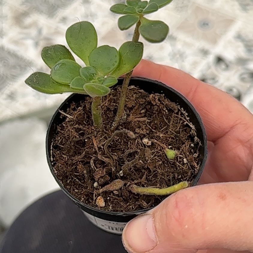 Photo of the plant species Assorted Aeonium by @FinestLatetulip named Beckham on Greg, the plant care app