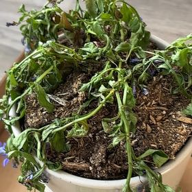 Photo of the plant species Lawn Lobelia by @SolidOgresears named Sahara on Greg, the plant care app