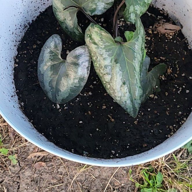 Photo of the plant species Hexastylis arifolia by @RegalWhitebrush named Sproutacus on Greg, the plant care app