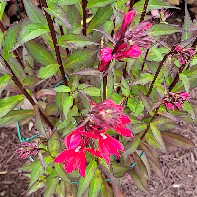 Photo of the plant species Cardinal Flower by @RegalWhitebrush named Einstein on Greg, the plant care app