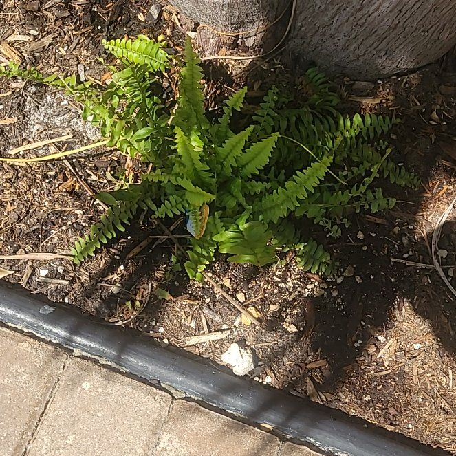 Photo of the plant species Rock Polypody by @SightlyMudpuppy named Lavender on Greg, the plant care app