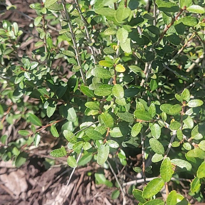 Photo of the plant species Yaupon by @SightlyMudpuppy named Zion on Greg, the plant care app