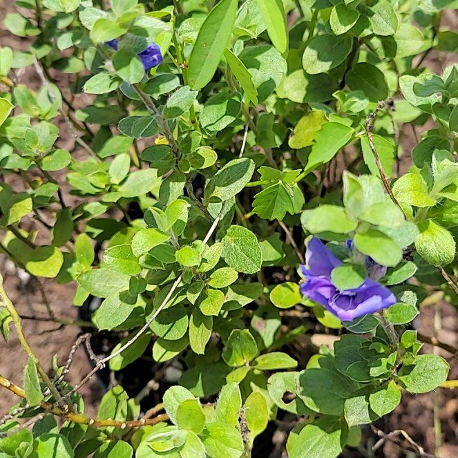 Photo of the plant species Dwarf Morning-Glory by @SightlyMudpuppy named Rainier on Greg, the plant care app