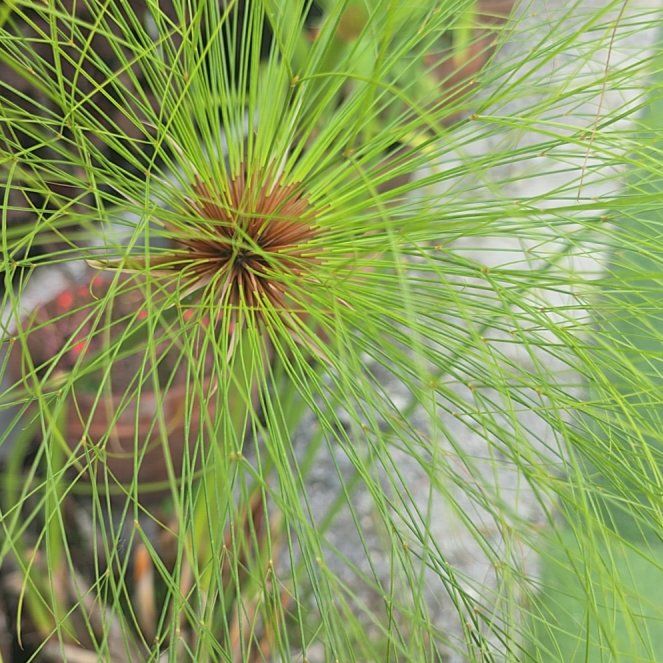 Photo of the plant species Papyrus by @PeppyCrowpoison named Orlando Bloom on Greg, the plant care app