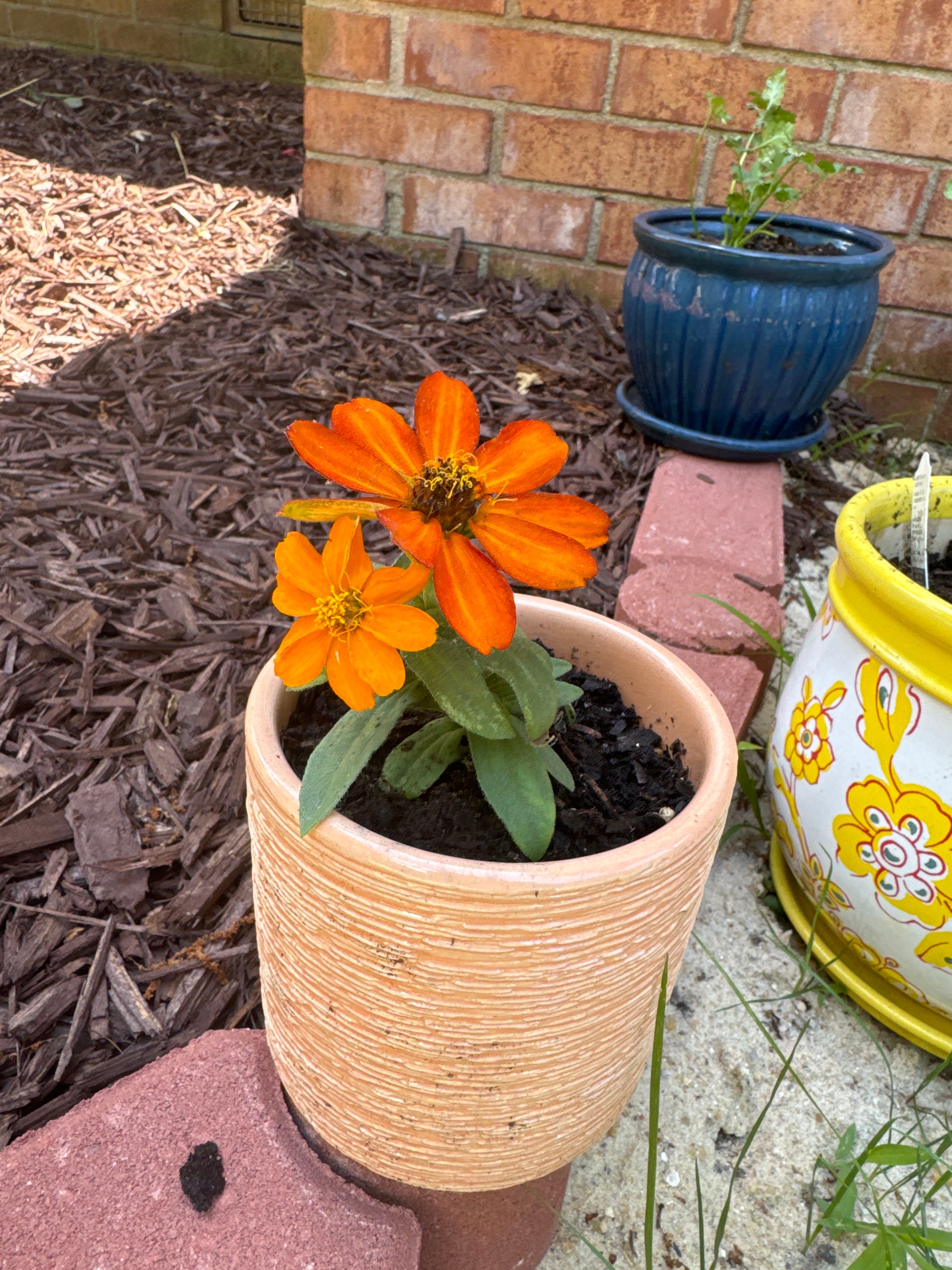 🌼 4 Tips for Selecting the Best Pot for Queeny Lime Red Zinnia