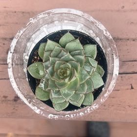 Photo of the plant species Echeveria purpusorum 'Green Gilva' by @HotLemongrass named Lavender on Greg, the plant care app