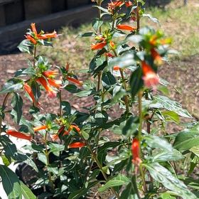 Photo of the plant species Large Firecracker Plant by @PolishedFord named Homer on Greg, the plant care app