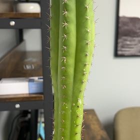 Photo of the plant species Bolivian Torch Cactus by @FestalMoonwort named Gomez on Greg, the plant care app